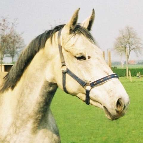 klicken um Photo zu Vergrößern klicken um Photo zu Vergrößern