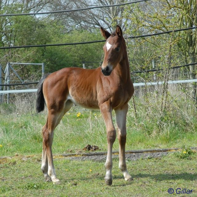 Stutfohlen Domana Dhanistha - Stute von Don Bedo I - &copy; Birgit Gillar