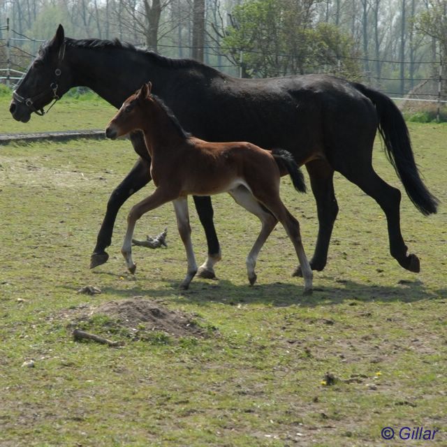 Stutfohlen Domana Dhanistha - Stute von Don Bedo I - &copy; Birgit Gillar
