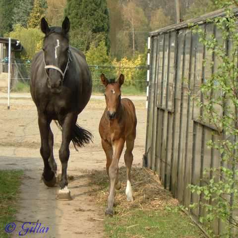 Hengstfohlen Larcapo G - Hengst von Larson - &copy; Gillar
