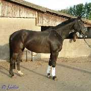 Camira - Stute von Casaretto - � Gillar