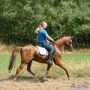 Portrait von Verkaufspferd Charly - Pony-Wallach von Mac Cillion - � Gillar 2005