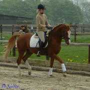Verkaufspferd Gentleman - Pony Wallach von Going Top - � Gillar