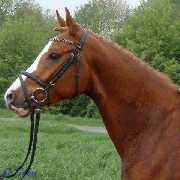 Verkaufspferd Gentleman - Pony Wallach von Going Top - � Gillar