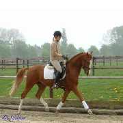 Verkaufspferd Gentleman - Pony Wallach von Going Top - � Gillar