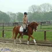 Verkaufspferd Gentleman - Pony Wallach von Going Top - � Gillar