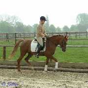 Verkaufspferd Just Roxana (Jordana) - Pony Stute von Jacobspeel�s Rocky  - � Gillar