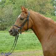 Verkaufspferd Just Roxana (Jordana) - Pony Stute von Jacobspeel�s Rocky  - � Gillar