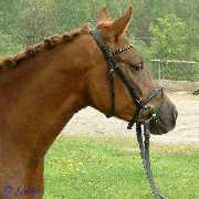 Verkaufspferd Just Roxana (Jordana) - Pony Stute von Jacobspeel�s Rocky  - � Gillar