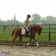 Verkaufspferd Just Roxana (Jordana) - Pony Stute von Jacobspeel�s Rocky  - � Gillar