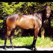 Verkaufspferd Lasino's Dream - Wallach von Lasino - � Veiders