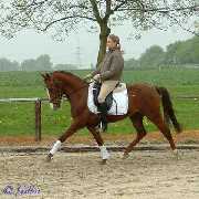Verkaufspferd Lollipop - Pony Wallach von Lateran - � Gillar