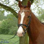 Verkaufspferd Lollipop - Pony Wallach von Lateran - � Gillar