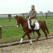 Verkaufspferd Lollipop - Pony Wallach von Lateran - � Gillar