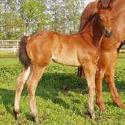 Verkaufsfohlen Rubins World - Hengstfohlen von Rubin-Royal  - � Sundag