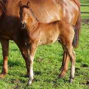 Verkaufsfohlen Rubins World - Hengstfohlen von Rubin-Royal  - � Sundag