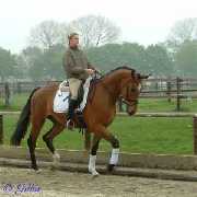 Verkaufspferd Rudolf - Wallach von Rockland - � Gillar 2005