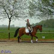 Verkaufspferd Rudolf - Wallach von Rockland - � Gillar 2005