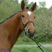 Verkaufspferd Rudolf - Wallach von Rockland - � Gillar 2005