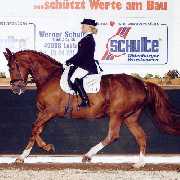 Verkaufspferd Dancing Queen S - Stute von Donnerhall