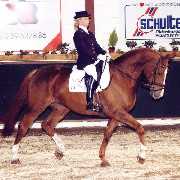 Verkaufspferd Dancing Queen S - Stute von Donnerhall