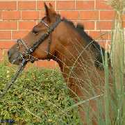 Verkaufspferd Diamond Lady - Ponystute von Dressman Junior - Kasimir II - Amir - � Gillar