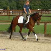 Verkaufspferd Diamond Lady - Ponystute von Dressman Junior - Kasimir II - Amir - � Gillar