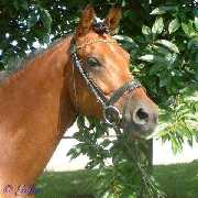 Portrait von Verkaufspferd Diva - Ponystute von Dressman Junior - &copy; Gillar 2004