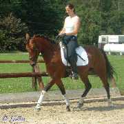 Portrait von Verkaufspferd Diva - Ponystute von Dressman Junior - &copy; Gillar 2004