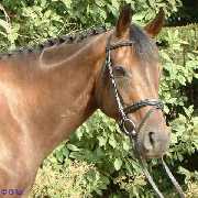 Donnerfee Stute v. Donnerschlag - Kublai XX - Argwohn - � Gillar
