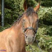 Donnerfee Stute v. Donnerschlag - Kublai XX - Argwohn - � Gillar
