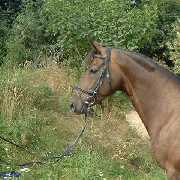 Donnerfee Stute v. Donnerschlag - Kublai XX - Argwohn - � Gillar