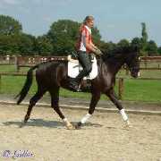 Verkaufspferd Firestorm - Wallach von Foxiland xx - &copy; Gillar 2004