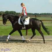 Verkaufspferd Firestorm - Wallach von Foxiland xx - &copy; Gillar 2004