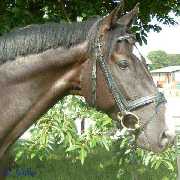 Verkaufspferd Firestorm - Wallach von Foxiland xx - &copy; Gillar 2004
