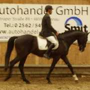 Verkaufspferd La Coeur Wallach von Likoto xx