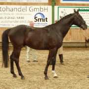 Verkaufspferd La Coeur Wallach von Likoto xx