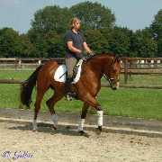 Verkaufspferd Looping - &copy; Gillar 2004