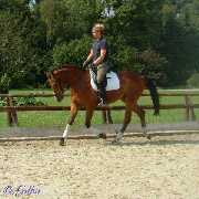 Verkaufspferd Looping - &copy; Gillar 2004