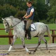 Verkaufspferd Momo - Pony Stute von Merano - � Gillar 2003