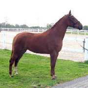 Verkaufspferd Red Donna