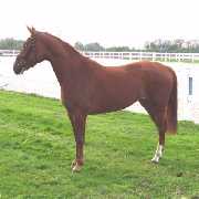 Verkaufspferd Red Donna