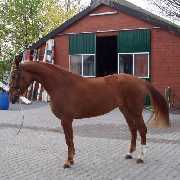 Verkaufspferd Red Donna