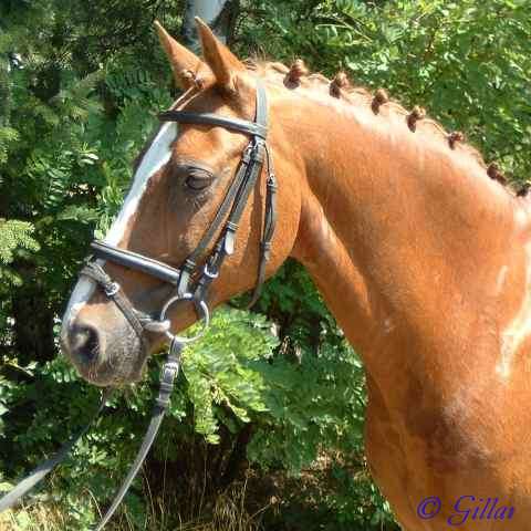 Portrait von Verkaufspferd Charly - Pony-Wallach von Mac Cillion - &copy; Gillar 2005