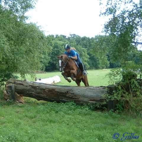 Verkaufspferd Charly - Pony-Wallach von Mac Cillion - &copy; Gillar 2005