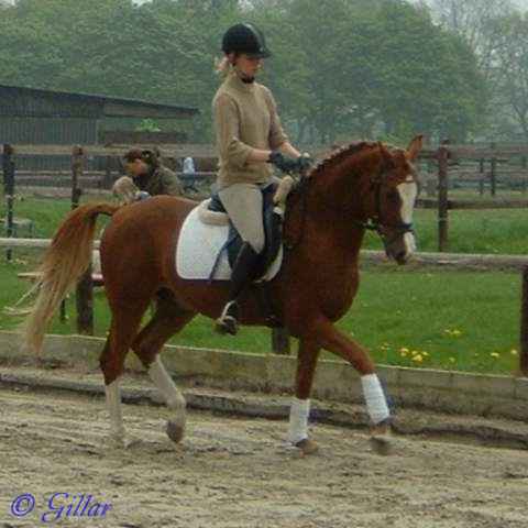 Verkaufspferd Gentleman - Pony Wallach von Going Top - &copy; Gillar