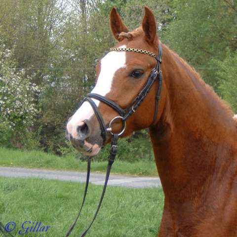 Verkaufspferd Gentleman - Pony Wallach von Going Top - &copy; Gillar