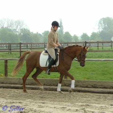 Verkaufspferd Just Roxana (Jordana) - Pony Stute von Jacobspeel&acute;s Rocky  - &copy; Gillar