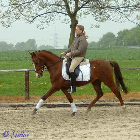 Verkaufspferd Lollipop - Pony Wallach von Lateran - &copy; Gillar