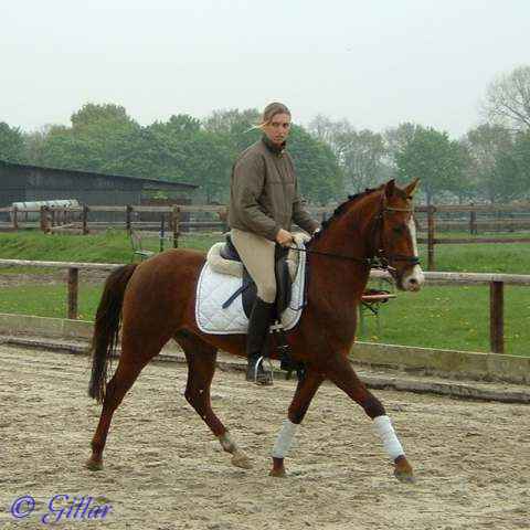 Verkaufspferd Lollipop - Pony Wallach von Lateran - &copy; Gillar